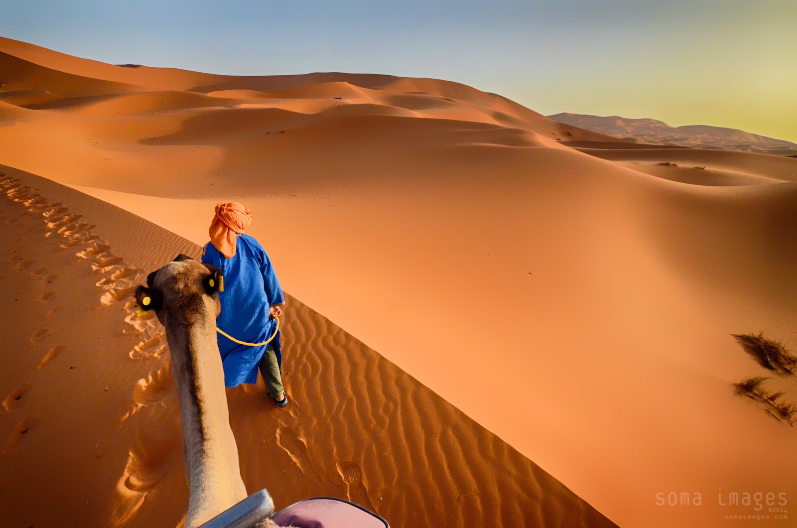 Camels, red sand dunes, Erg Chebbi, Sahara Desert, Morocco, tours from marrakech to zagora