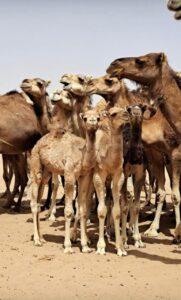 2 Day Ouarzazate to Merzouga Tour: 1 Night in the Sahara