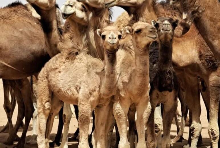 2 Day Ouarzazate to Merzouga Tour: 1 Night in the Sahara